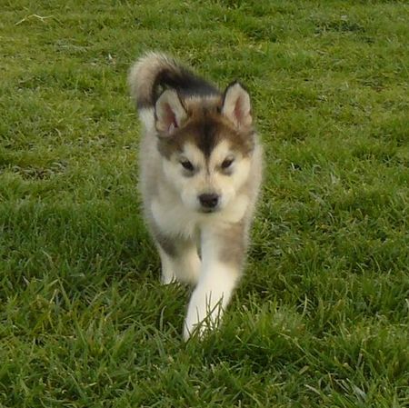 Aleshanee 6 Wochen.jpg